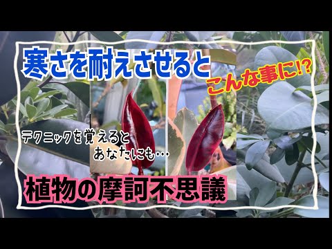 園芸 植物の耐寒性