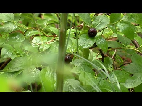 USGS developing special huckleberry program in Montana