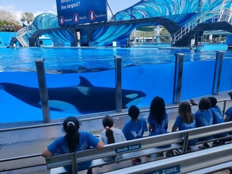 Seaworld Spring Break Orca Encounter 03 07 2023
