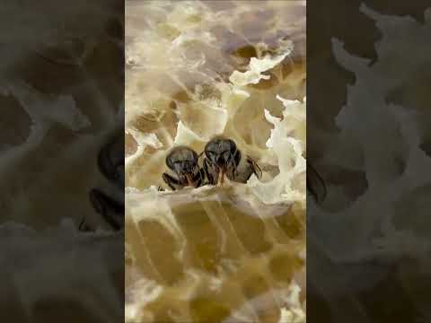 園芸 ミツバチを助ける蜂蜜を作る10本の低木