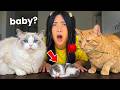 My Cats Fell in Love! Now They Want A Baby?! DEFAULT Thumbnail