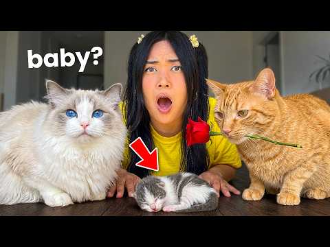 My Cats Fell in Love! Now They Want A Baby?!
