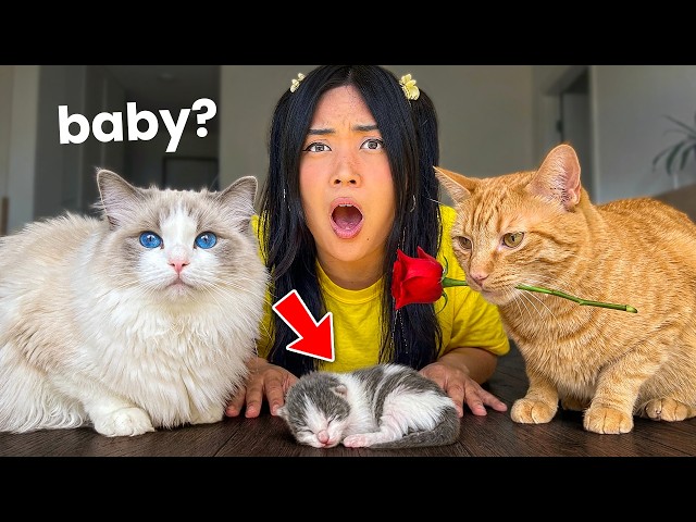 My Cats Fell in Love! Now They Want A Baby?! SDDEFAULT Thumbnail