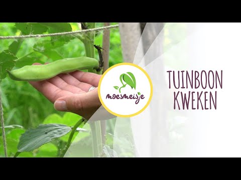 , title : 'Tuinboon zaaien, uitplanten en oogsten | Tuinboon kweken'