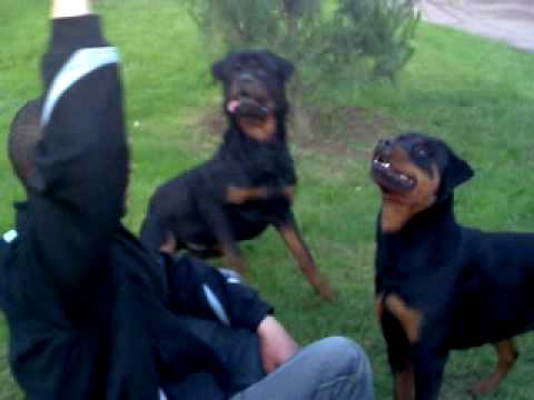 Akhtar with his rottweilers