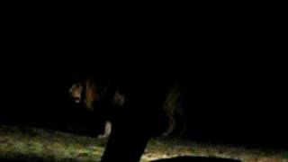 Lion going to the watering hole at Addo