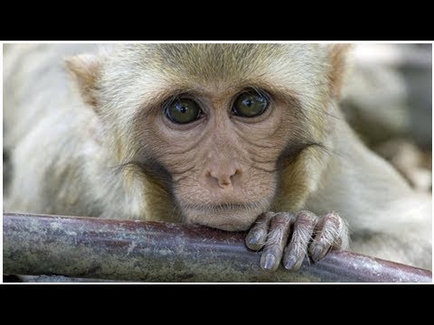 Zika infection after birth causes brain damage in monkeys | CBC News