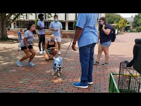Lil Ramses for UNC Mascot pt2 (UNC walk for health)