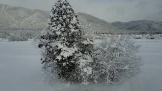 冬シリーズ雪風景の中にあるトトロの木djimavicpro