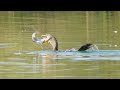 Cormorant Eats Large Fish