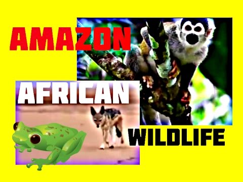 Nature and Animals : Across The Amazon and African Wildlife