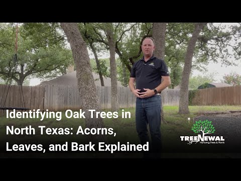 Identifying Oak Trees in North Texas  Acorns, Leaves, and Bark Explained