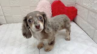 ミニチュアダックスの動画01