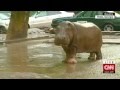 Shocking video! Real Jumanji in Georgia: animals ...