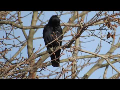 download lagu mp3 mp4 The Tree Of Crows, download lagu The Tree Of Crows gratis, unduh video klip The Tree Of Crows