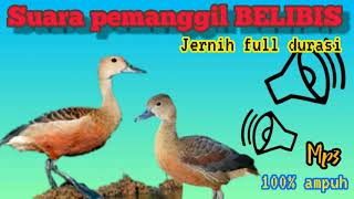Download lagu suara pikat belibis ampuh//jernih durasi panjang mp3