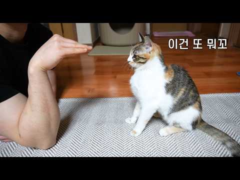 고양이 서열정리