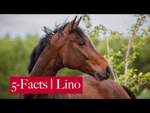 5 Facts | Lino