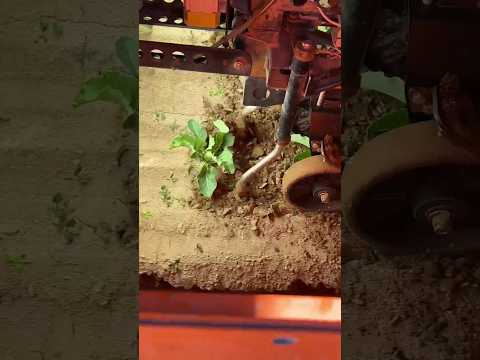 Automated Weeding System || Made By FarmWise USA || #shorts