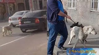 Դաժան դեպք Երևանում.ո՞վ է շանը ավտոմեքենայից կապած քարշ տված տղամարդը