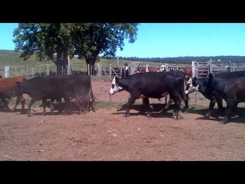 46 Novillos 2-3 en Lavalleja (2)