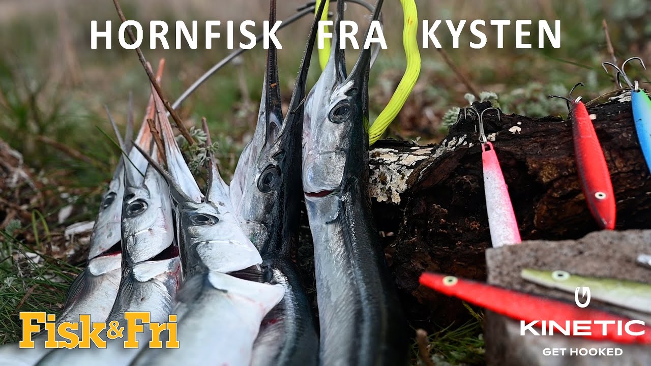 NY VIDEO: SÅDAN FANGER DU HORNFISK