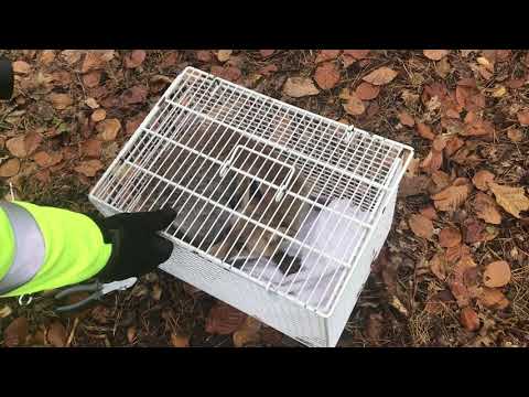 OKTOBER 2017 - Auswilderung Fuchs "Murphy"