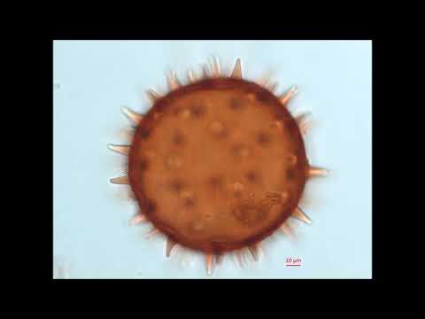 Malvaceae Wercklea ferox Equatorial live video