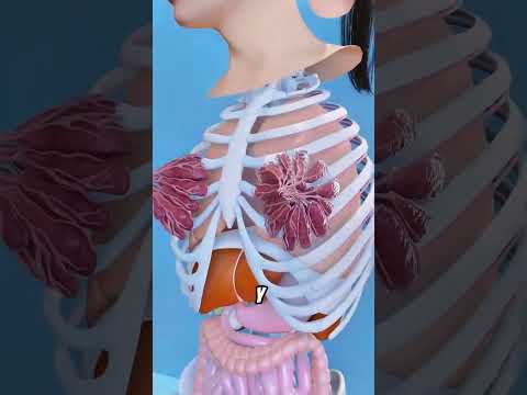 ¿Por qué los hombres se sienten atraídos por los pechos de las mujeres?#shorts