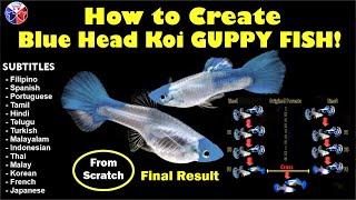 How to Create Blue Head Koi Guppy Fish