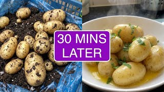 FIRST HARVEST, A STORM, A FROG | FRUGAL LIVING MADE SIMPLE