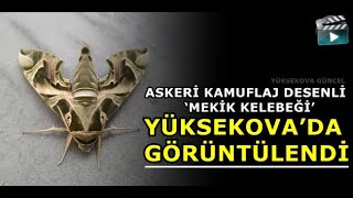 Askeri  Kamuflaj Desenli ‘Mekik Kelebeği’ Yüksekova’da Görüntülendi