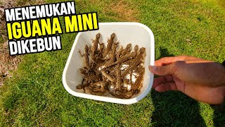 Download lagu Finding many mini iguanas in the garden mp3 Download lagu Finding many mini iguanas in the garden mp3