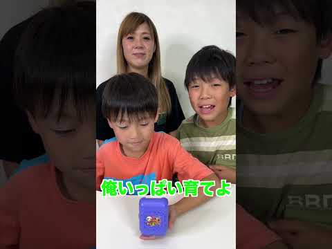 だーしま兄弟は、きゅーびっつ応援隊長の指令に応えることができるのか…！？！？ #shorts