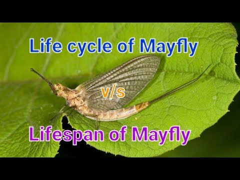 #🍀 Lifespan of Mayfly 🏞# v/s Life cycle of Mayfly  🌿🌾🍃🍂🏞