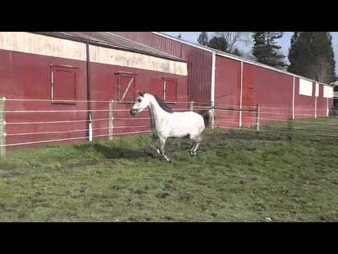 Vivacious HC - 2011 Purebred Arabian Mare SOLD