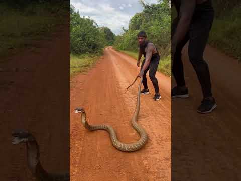 14 ft king cobra crossing the street #shorts #animals #nature #snake