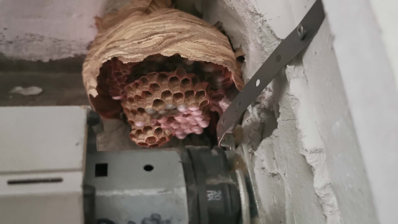 Calabroni nel cassone della tapparella: non farlo ...