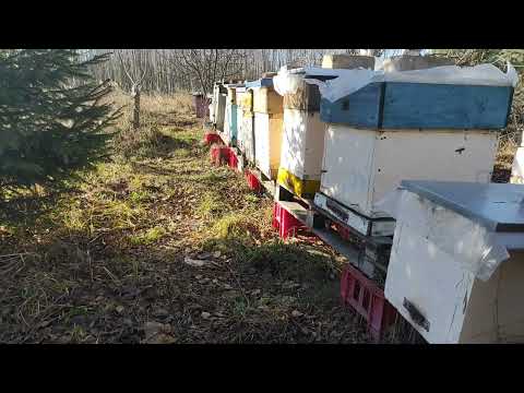 Пчеловодство. Нужный поздний ноябрьский облёт пчелосемей перед зимовкой.  #Пчеловодство