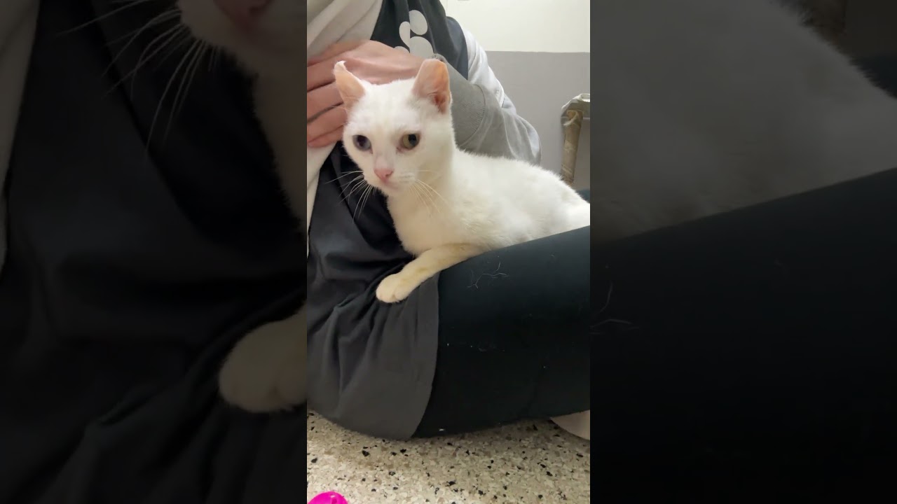 Lady Mary, a Adoptable mixed breed in Los Angeles, CA video 6/6
