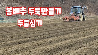 봄배추 두둑만들기 두줄심기 골간격 높이 트랙터  [봄배추재배방법]