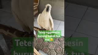 Download lagu Cute parrots #birds #cockatoos #birds #cute mp3