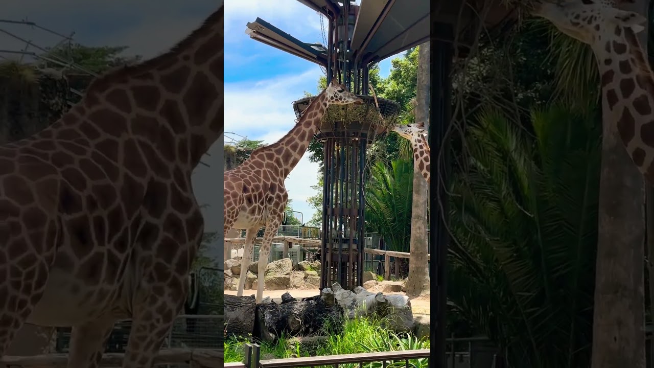 YouTube Short thumbnail