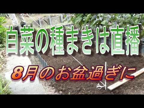 白菜直播きで種まきの時期と方法は？栽培で間引きは？ | ゆうがの楽々家庭菜園　