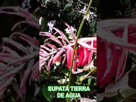 SUPATÁ CUNDINAMARCA TIERRA DE AGUA