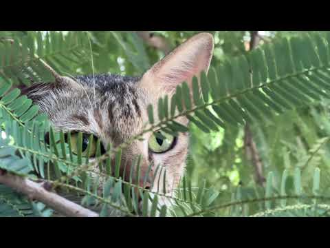 GUEST IN    ISHAN’s DREAM HOUSE 🏡 🐈