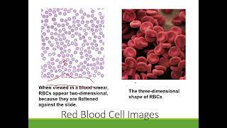 APII Blood: Red BLood Cells