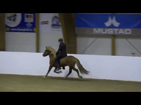 Trymbill frá Stóra Ási á Stóðhestaveislu Norðurlands 2016