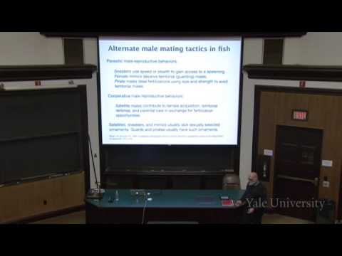 35. Alternative Breeding Strategies