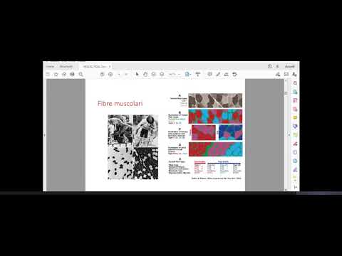 Precorso FIDAL - Lezione 2 - La prestazione motorio sportiva